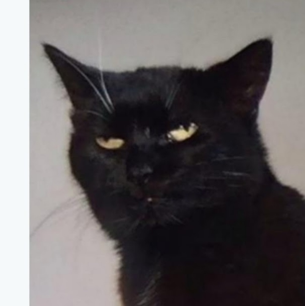 Meet your Posher, Bucket
